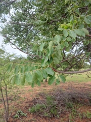 Sclerocarya birrea