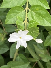 Jasminum sambac