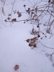 Philadelphus tenuifolius