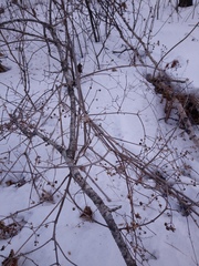 Philadelphus tenuifolius