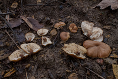 Lentinellus subaustralis