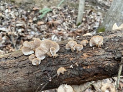 Lentinellus subaustralis