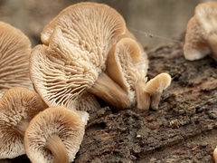 Lentinellus subaustralis