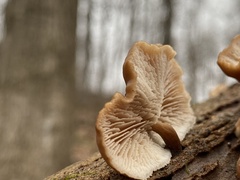 Lentinellus subaustralis