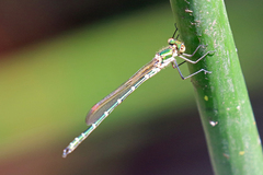 Austrolestes cingulatus