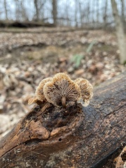 Lentinellus subaustralis