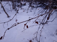 Berberis amurensis