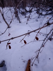 Berberis amurensis