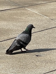 Columba livia domestica