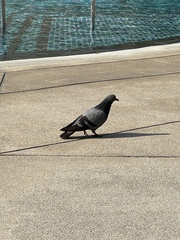 Columba livia domestica