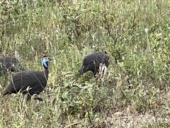 Numida meleagris mitratus