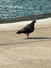 Columba livia domestica