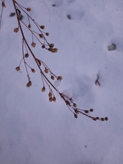 Artemisia stolonifera