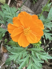 Tagetes erecta