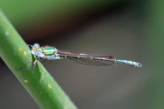 Austrolestes cingulatus