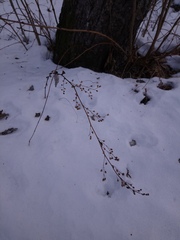 Artemisia stolonifera