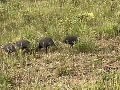 Numida meleagris mitratus