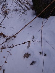 Artemisia stolonifera