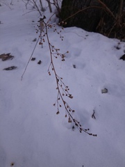Artemisia stolonifera