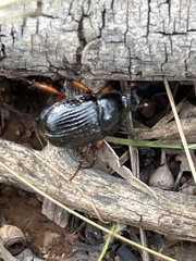 Anomalomorpha anthracina