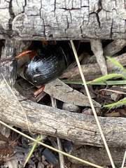 Anomalomorpha anthracina