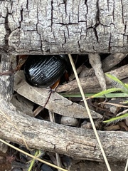 Anomalomorpha anthracina