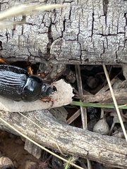 Anomalomorpha anthracina