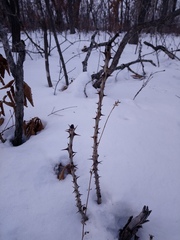 Kalopanax septemlobus