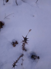 Kalopanax septemlobus