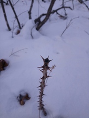 Kalopanax septemlobus