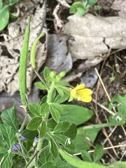 Cleome viscosa