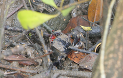 Neosarmatium trispinosum