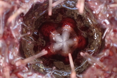 Strongylocentrotus purpuratus