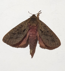 Hepialidae