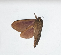 Hepialidae