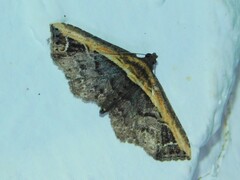 Lophoruza semiscripta