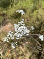 Ixodia achillaeoides