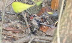 Neosarmatium trispinosum