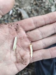 Cerambycoidea