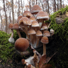 Armillaria mellea