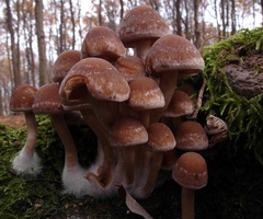 Armillaria mellea