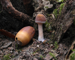 Armillaria mellea