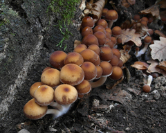 Armillaria mellea