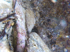 Hapalochlaena maculosa