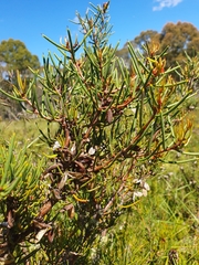 Hakea microcarpa