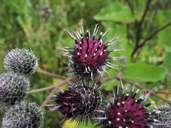 Arctium tomentosum