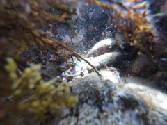 Hapalochlaena maculosa