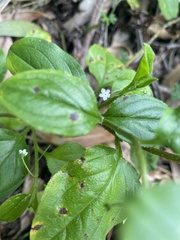 Hackelia latifolia