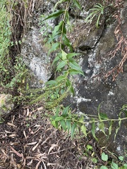 Veronica derwentiana