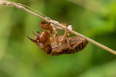 Amphipsalta